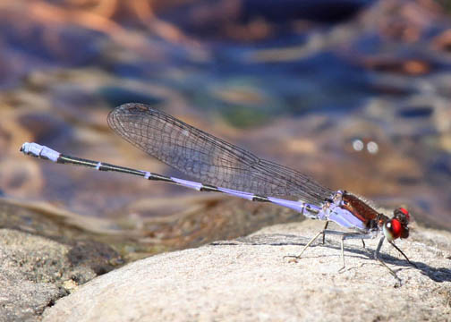 Fiery-eyed dancer - Argea oenea